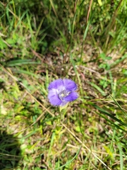 Gentianopsis crinita