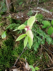 Medeola virginiana