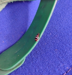 Eriopis connexa