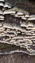 Neoantrodiella gypsea
