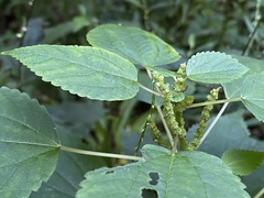 Boehmeria cylindrica