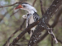 Tockus erythrorhynchus