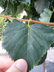 Tilia euchlora