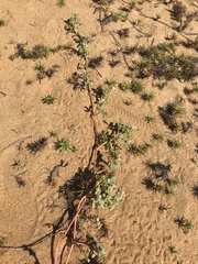 Blutaparon portulacoides