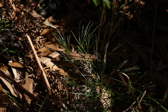Schizaea bifida