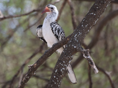 Tockus erythrorhynchus