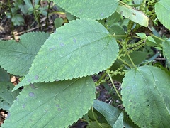 Boehmeria cylindrica