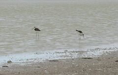 Himantopus himantopus