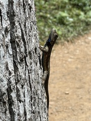 Sceloporus undulatus