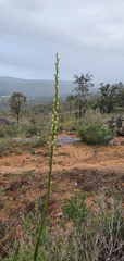 Prasophyllum fimbria