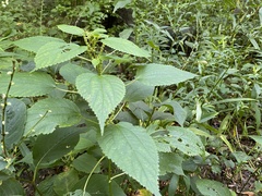 Boehmeria cylindrica