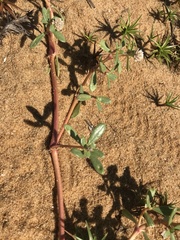 Blutaparon portulacoides