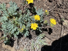 Potentilla subjuga