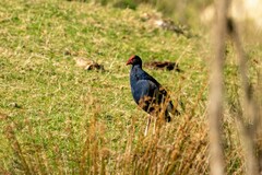 Porphyrio melanotus melanotus