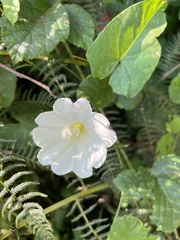 Calystegia purpurata