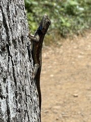 Sceloporus undulatus