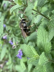 Anthidium manicatum