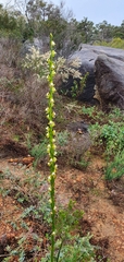 Prasophyllum fimbria