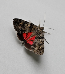 Catocala promissa