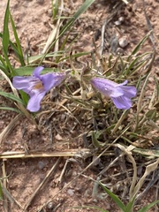 Penstemon auriberbis