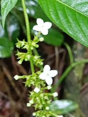 Gonzalagunia hirsuta