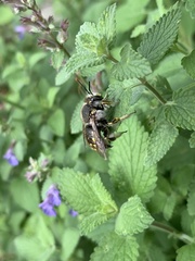 Anthidium manicatum
