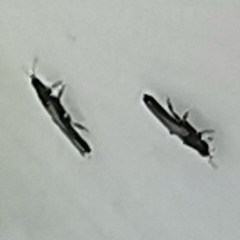Thysanoptera
