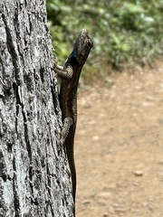 Sceloporus undulatus