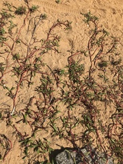 Blutaparon portulacoides