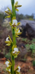 Prasophyllum fimbria