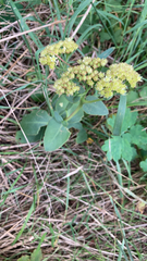 Hylotelephium telephium