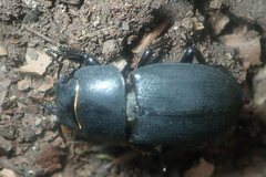 Dorcus parallelipipedus