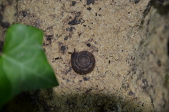 Helicodonta obvoluta