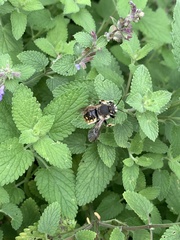 Anthidium manicatum