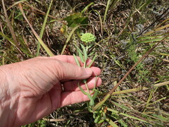 Asclepias