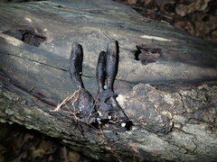Xylaria longipes