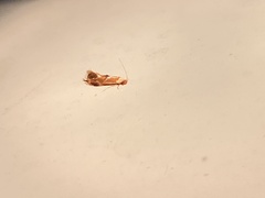 Philonome clemensella