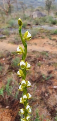 Prasophyllum fimbria