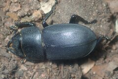 Dorcus parallelipipedus