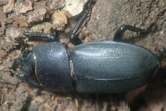 Dorcus parallelipipedus