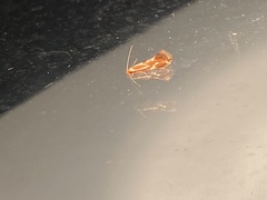 Philonome clemensella