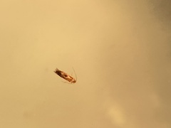 Philonome clemensella