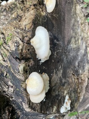 Crepidotus mollis