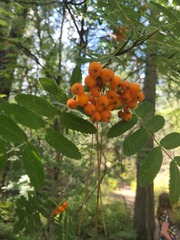 Sorbus scopulina