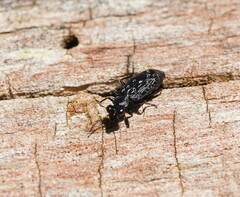 Scopodes tasmanicus