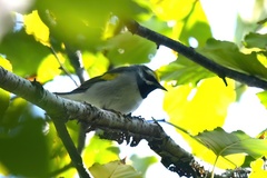 Vermivora chrysoptera