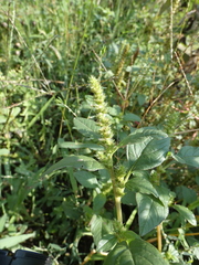 Amaranthus powellii