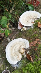 Trametes elegans
