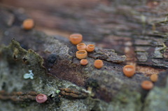 Ditangium cerasi
