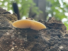 Crepidotus mollis